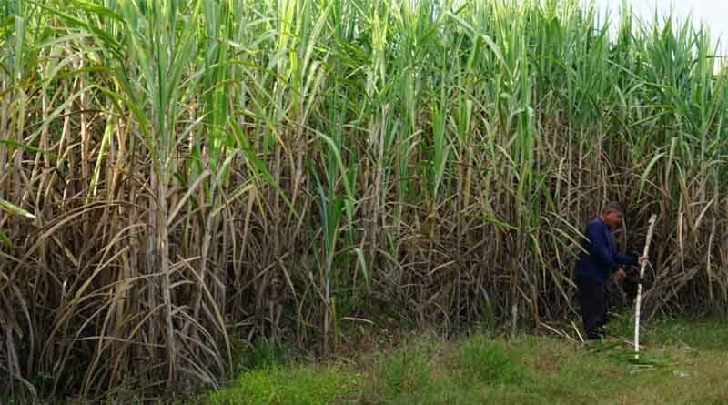 Top cane producer’ tag lost, Maharashtra to study UP model