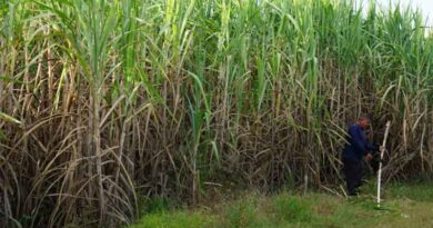 CM yogi raises sugarcane MSP by ₹25/quintal