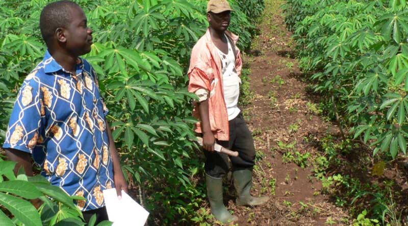 Seeking Climate-Smart Strategies For Root, Tuber And Banana Crops In Central Africa
