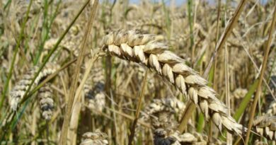 Cabinet announces Minimum Support Prices for Rabi crops for marketing season 2022-23