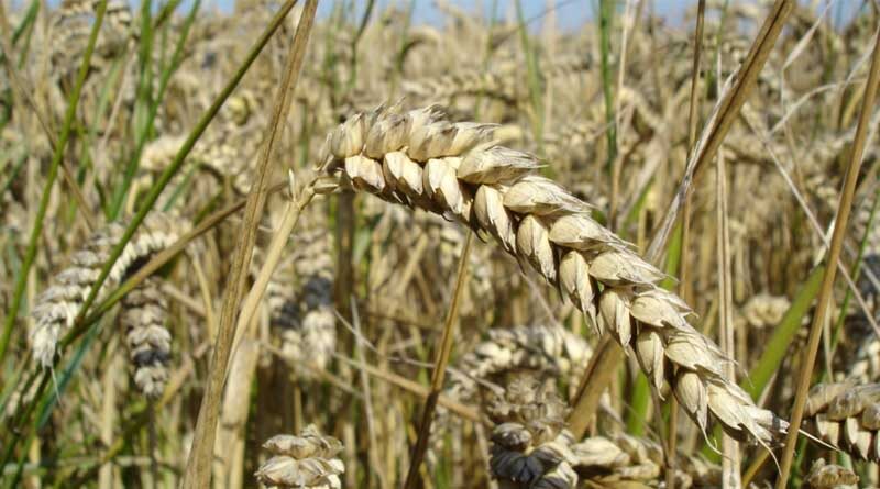 Cabinet announces Minimum Support Prices for Rabi crops for marketing season 2022-23