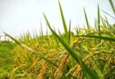 Rise in paddy, pulses area lifts kharif acreage to 1,121.81 lakh hectares