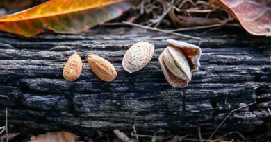 Researchers Develop Self-Pollinating Almond With a Gold Mine of Tasty Traits