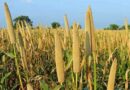 Large study shows regular millet consumption can combat anemia