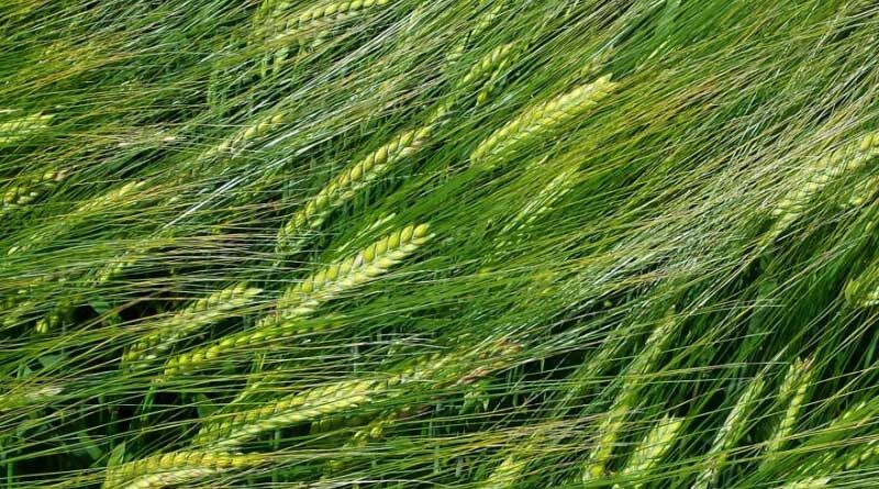 Laureate spring barley delivers consistent yield performance