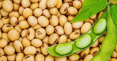 SOPA survey shows 13.71% rise in soybean output at 118.889 lakh MTs