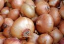 Onion prices being stabilised through Buffer stock: Govt