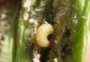 Rape winter stem weevil heads south