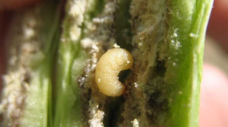 Rape winter stem weevil heads south