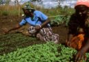 Committee on World Food Security (CFS) kicks off with a call for agri-food systems transformation