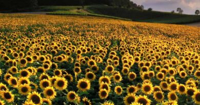 Sunflowers a rotational crop option for New Zealand growers
