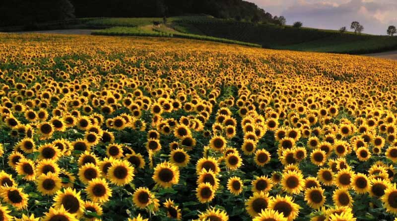 Sunflowers a rotational crop option for New Zealand growers