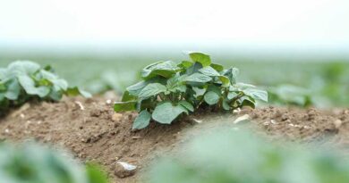 Get cover against seed-borne potato diseases