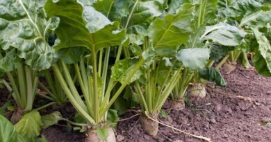 Neonicotinoids: EFSA assesses emergency uses on sugar beet in 2020/21