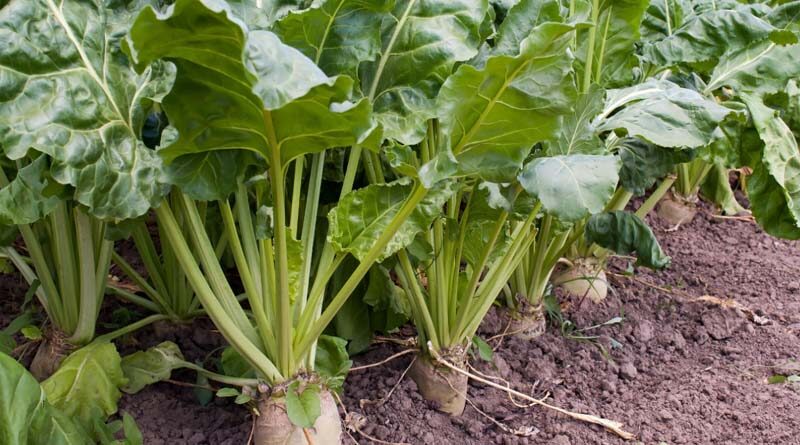 Neonicotinoids: EFSA assesses emergency uses on sugar beet in 2020/21