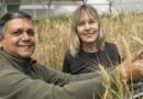 Australia: Sodic soil tolerance research paves the way to improved wheat varieties
