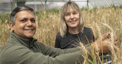 Australia: Sodic soil tolerance research paves the way to improved wheat varieties