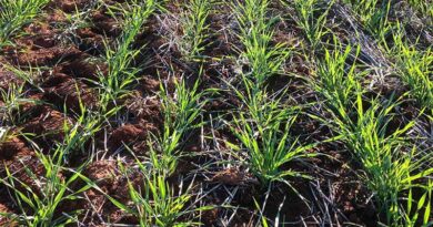 Old herbicide classification makes way for the future