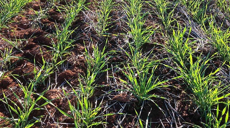Old herbicide classification makes way for the future