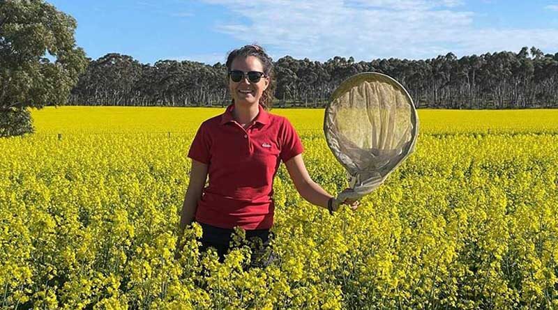 24-hour reporting helps pin-point optimum time to spray broadleaf crops for grubs