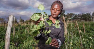 CABI study assesses the capacity and responsiveness of Kenya’s national invasive species system