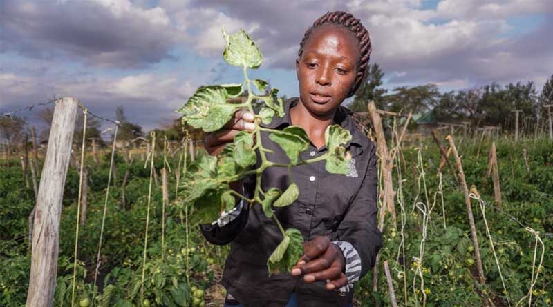 CABI study assesses the capacity and responsiveness of Kenya’s national invasive species system