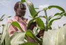Transforming Africa’s agrifood systems requires coordinated policies across sectors