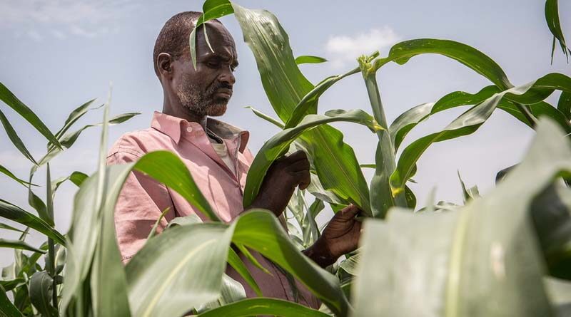 Transforming Africa’s agrifood systems requires coordinated policies across sectors