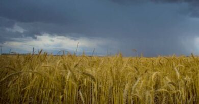 Australia: New climate outlooks from BoM set to aid farm decision making