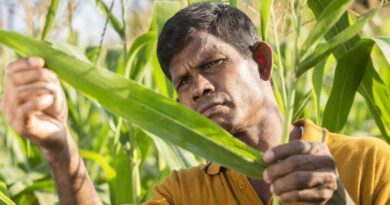 Fall Armyworm: Scaling up response across the globe