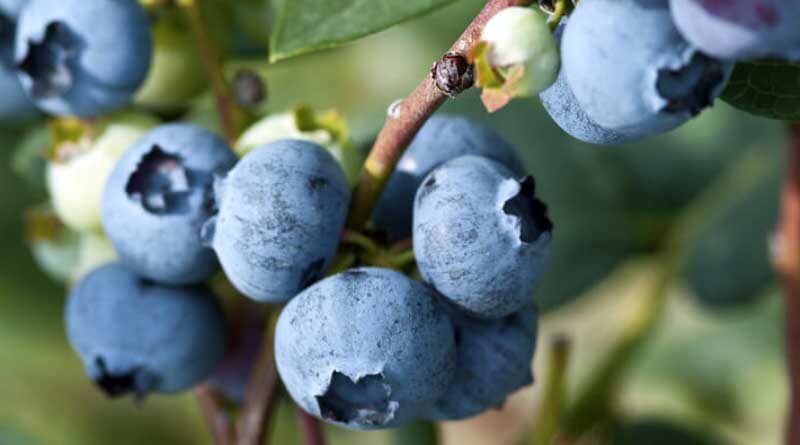 Blueberries Irrigation – Two Techniques for Growing Blueberries