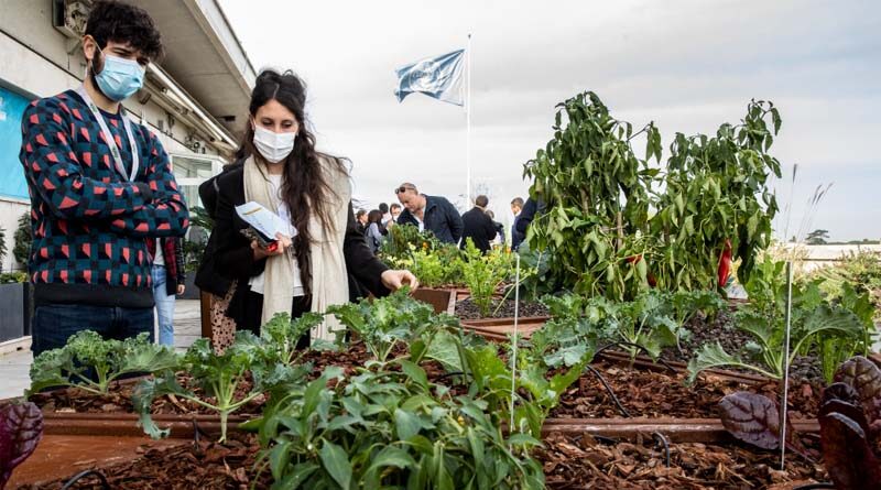 New “rooftop farm” at FAO highlights how innovative technology can help safeguard agro-biodiversity