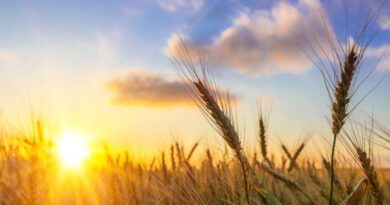 Symptoms of zinc deficiency in wheat crop