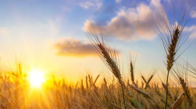 Symptoms of zinc deficiency in wheat crop
