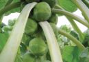 Syngenta Vegetable Seeds invest in new UK supply logistics