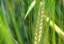 Recommended List Update for Spring Barley growers in Scotland