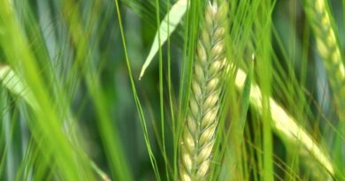 Recommended List Update for Spring Barley growers in Scotland
