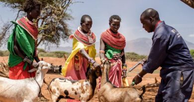 Peste des Petits Ruminants (PPR): FAO calls for more funding to eradicate the disease by 2030