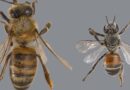 Beekeepers to monitor hives for Red dwarf honey bee