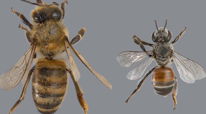 Beekeepers to monitor hives for Red dwarf honey bee