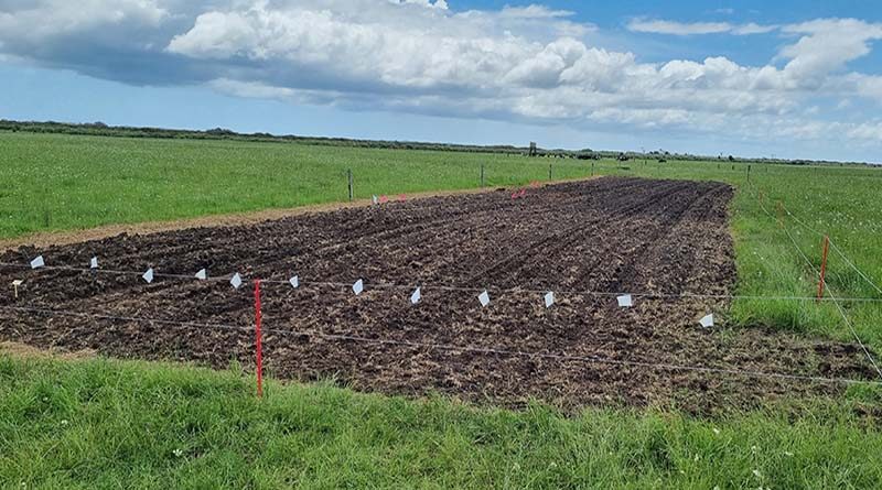 Northland peanut industry dream one step closer
