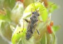 Australia: Rutherglen bug samples sought from NSW, Qld
