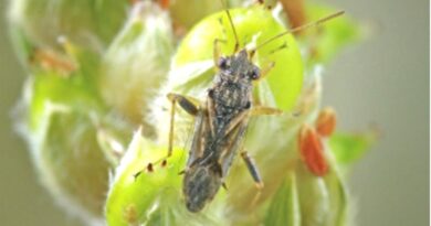Australia: Rutherglen bug samples sought from NSW, Qld
