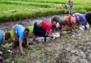 Implementing Sustainable Nitrogen Use In Smallholder Rice Systems