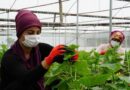 In Turkey, FAO and the EU promote agrifood employment at an increasing pace
