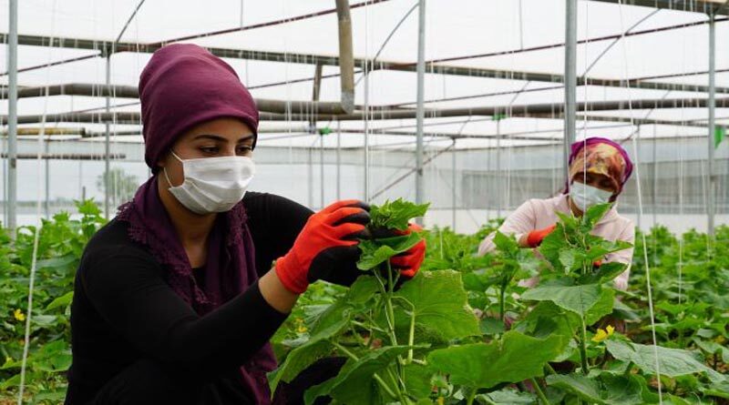 In Turkey, FAO and the EU promote agrifood employment at an increasing pace