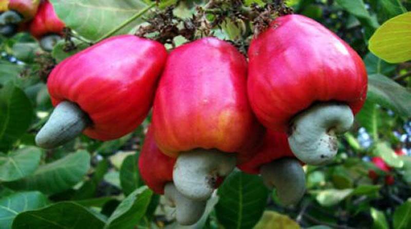 Two records of the cashew industry