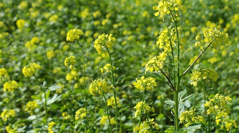 Indian Government distributed 8.20 lakh mini seed kits of rapeseed & mustard in Rabi 2021