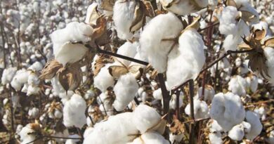 Scheme support for organic cotton farmers in India