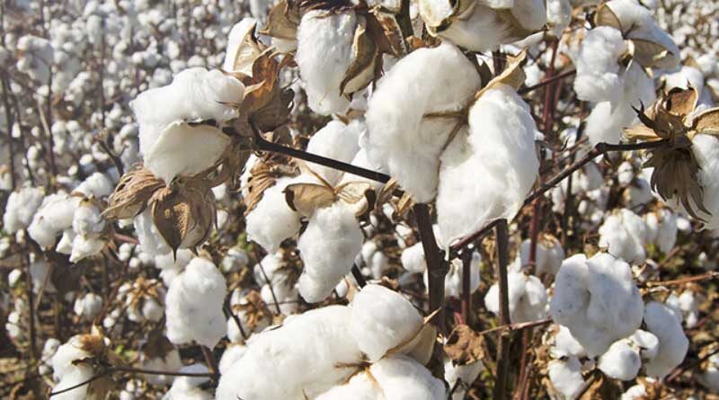 Scheme support for organic cotton farmers in India